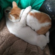 过来，我不打你哦