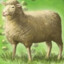 TheSheepBaron