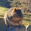 Fat Squirrel胖松鼠