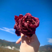 不求队友是大神，但求都是正常人！