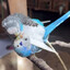 Brushzin #