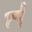 Alpac@
