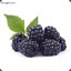 Blackberry