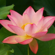 平平淡淡才是真