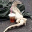 chill af monitor lizard
