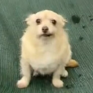 Cutecumber