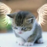 tnCo. - steam id 76561197961182873