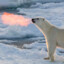 Polar Bear Phil