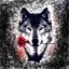 Wanderwolf_1_