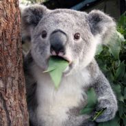 盼归