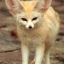 Fennec