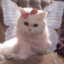 koshka