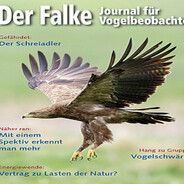 falke