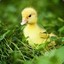 Duckling