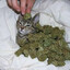 Kushkatze