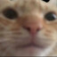 Kotoid
