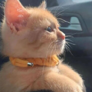 Apex一看就给人一种服务器很好的感觉