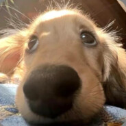 骑单车被交警背摔