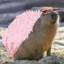 og. dNr* capybara grasan