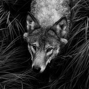 ...:::Pr[i]Zr[a]K:::..