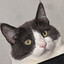 Kitty the CAT!'s avatar
