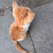 脆脆鲨