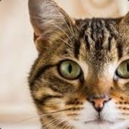 Fidel Catto's Avatar