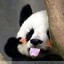 盾包子