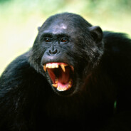 BIGCHIMPANZEE