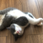 哥的心禁止访问