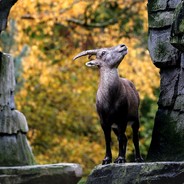 露头怎么就死了