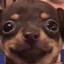 slotherino