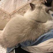 老婆brown吃甜品