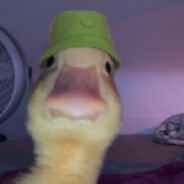 duck