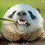 Panda_GUM