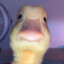 Lucky_Duck756