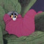 uptownsquirrel