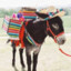 Carmelita The Tequila Donkey