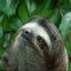 Sloth_htolS