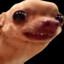 SPOCONY CHIHUAHUA