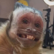 Papito2mad v.2 platita challenge