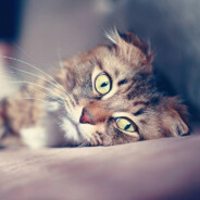 就叫我猫猫大人