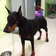 会白给但我永远不败北