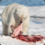 icebear