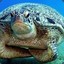 turtle head