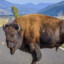 American Bison