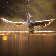 颜控男同布德奇冥强剑六旬老学者望周知