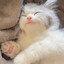 котенок поваренoк