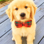 📈Business Woof📈