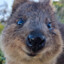 QuOKka